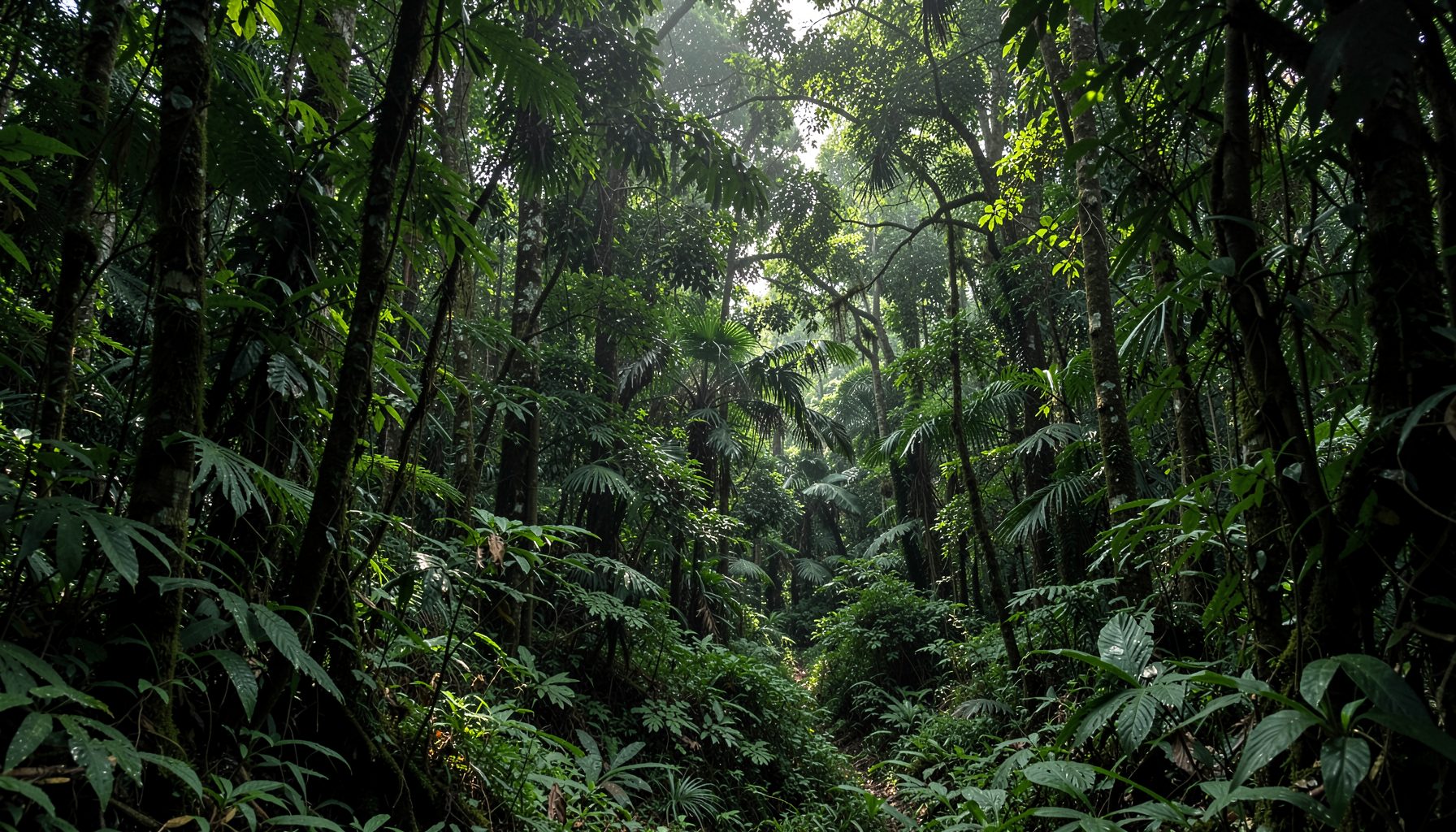 Dense tropical lowland rainforest with dappled sunlight filtering through a broad green canopy, moody and humid atmosphere