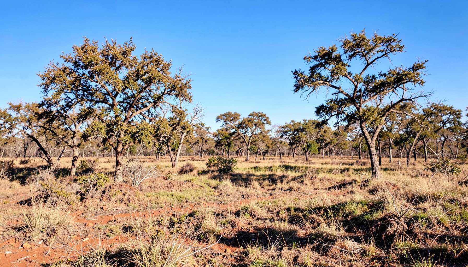 Dry open woodland with scattered trees and grassy clearings under a bright blue sky, warm earthy browns and golds