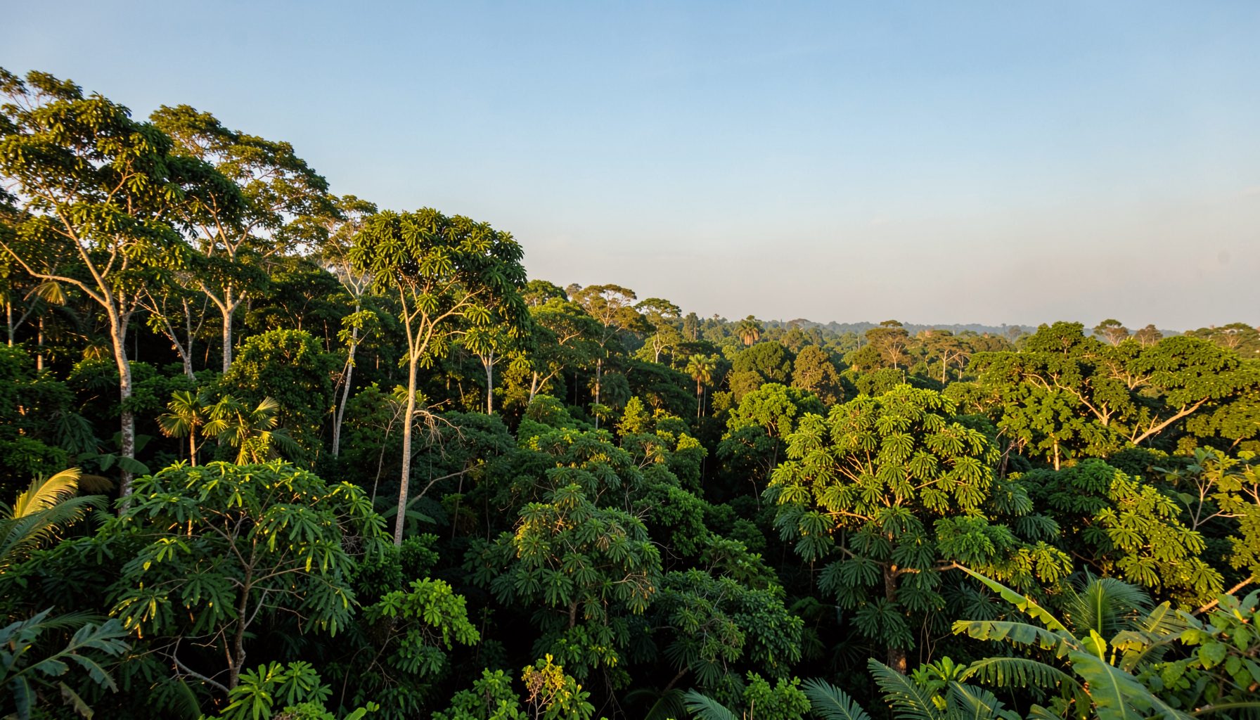 Lush tropical forest canopy in southern Thailand bathed in warm golden morning light, dense green foliage stretching to the horizon under a hazy blue sky